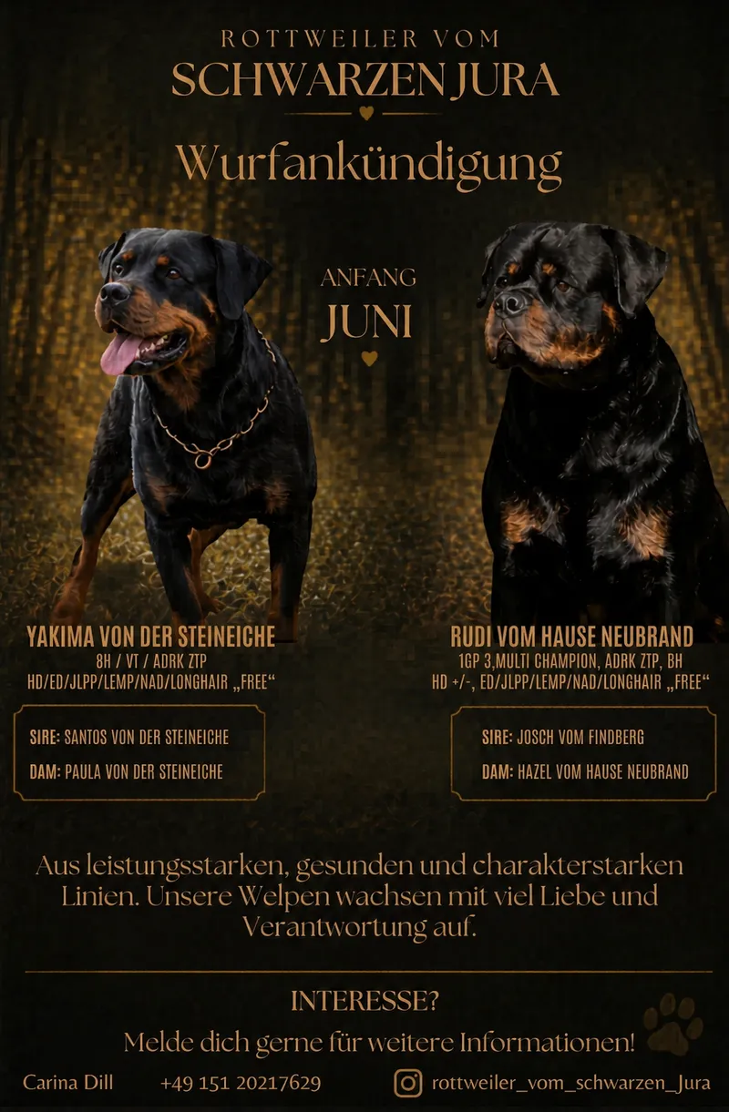 Wurfankündigung Rottweiler vom schwarzen Jura: A-Wurf Anfang Juni mit den Elterntieren Yakima und Rudi und Zuchtdaten