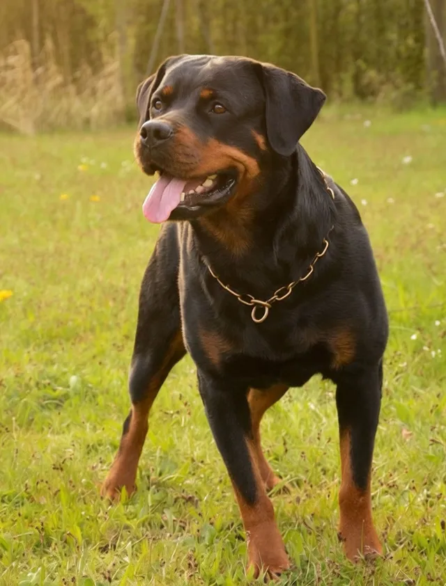 Yakima von der Steineiche