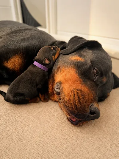 Mutterhündin Yakima mit ihrem Wurf frisch geborener Rottweiler-Welpen