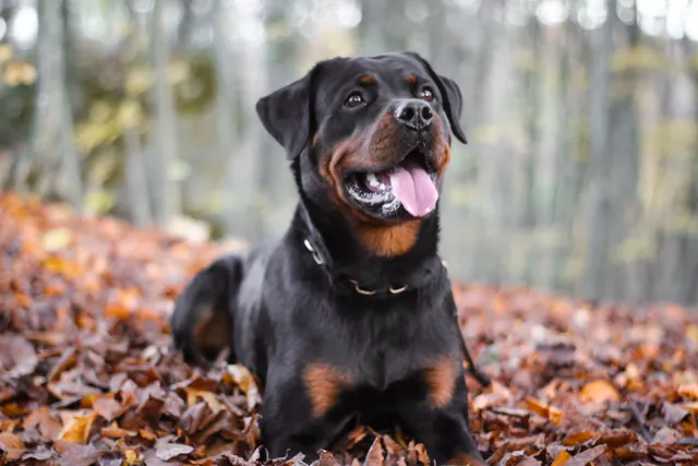Rottweiler im Herbstlaub