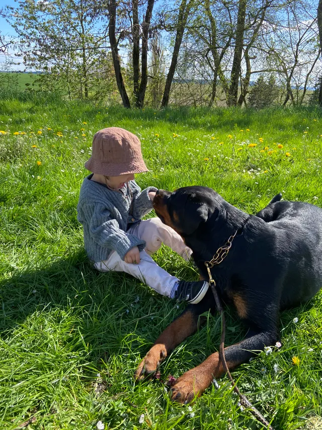 Rottweiler mit Kleinkind auf der Blumenwiese