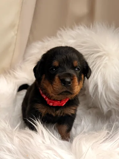 Rottweiler-Welpe des A-Wurfs mit rotem Halsband auf kuscheligem Fell-Untergrund