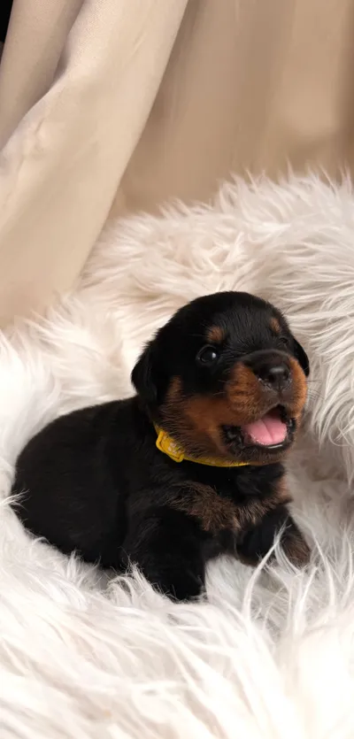 Rottweiler-Welpe des A-Wurfs beim Erkunden seiner Umgebung