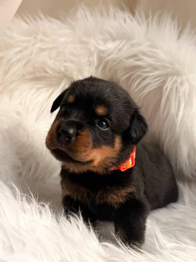Rottweiler-Welpe des A-Wurfs mit charakteristischer schwarz-brauner Fellzeichnung