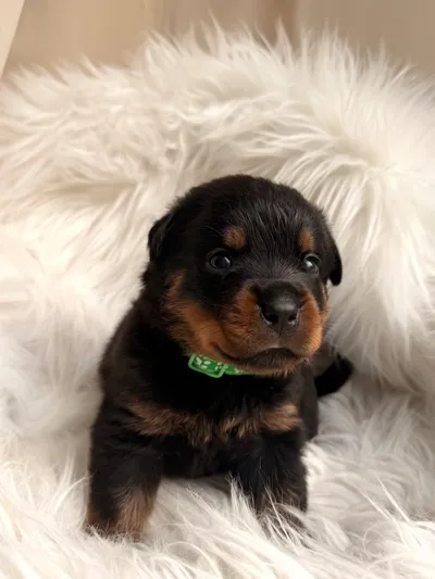 Neugieriger Rottweiler-Welpe des A-Wurfs schaut in die Kamera