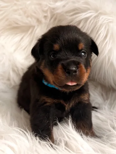 Rottweiler-Welpe des A-Wurfs beim Spielen
