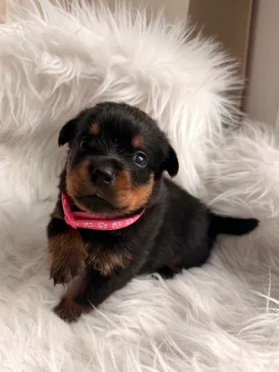 Verspielter Rottweiler-Welpe des A-Wurfs
