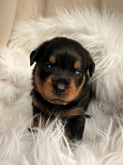 Rottweiler-Welpe des A-Wurfs in Nahaufnahme