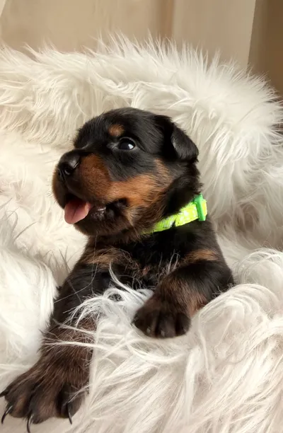 Rottweiler-Welpe des A-Wurfs mit buntem Halsband