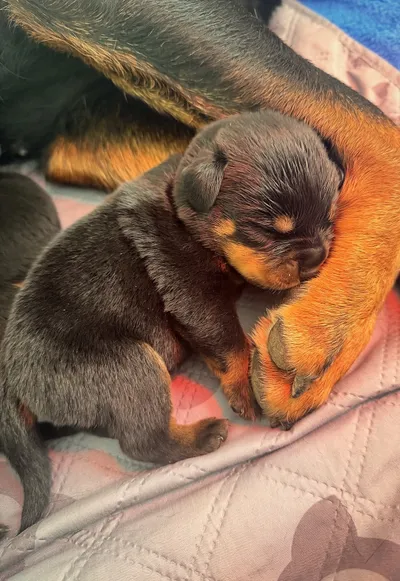 Rottweiler-Welpen des A-Wurfs kuscheln schlafend eng zusammen auf dem Boden