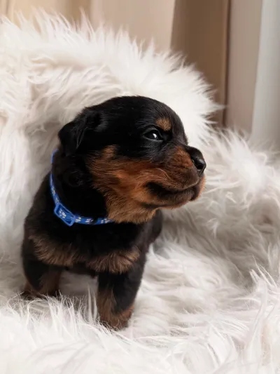 Rottweiler-Welpe des A-Wurfs auf einem Fell-Untergrund