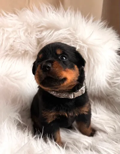Rottweiler-Welpe des A-Wurfs beim Erkunden des Zimmers