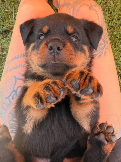 Rottweiler-Welpe des A-Wurfs mit wachem Blick