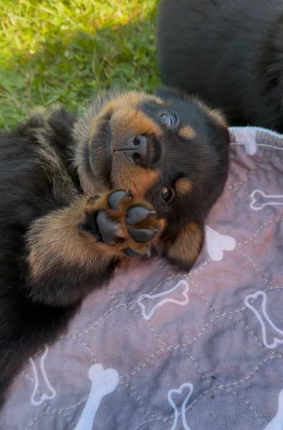 Rottweiler-Welpe des A-Wurfs beim Toben im Zimmer