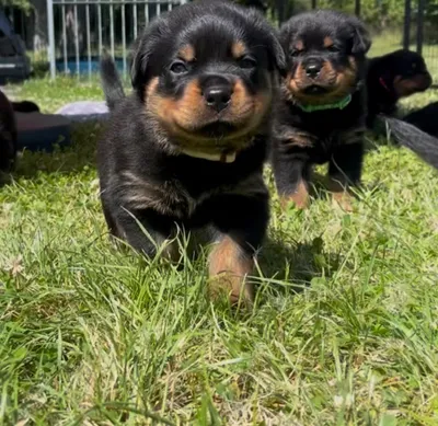 Rottweiler-Welpen des A-Wurfs beim gemeinsamen Spielen