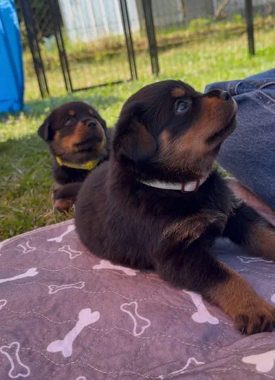 Rottweiler-Welpe des A-Wurfs mit typischer Rottweiler-Fellzeichnung