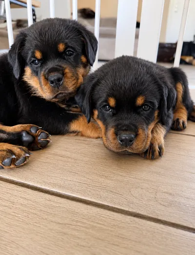 Zwei Rottweiler-Welpen des A-Wurfs liegen eng aneinandergekuschelt und schauen in die Kamera