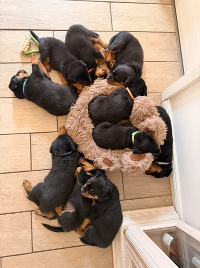 Rottweiler-Welpen des A-Wurfs liegen schlafend eng aneinandergekuschelt