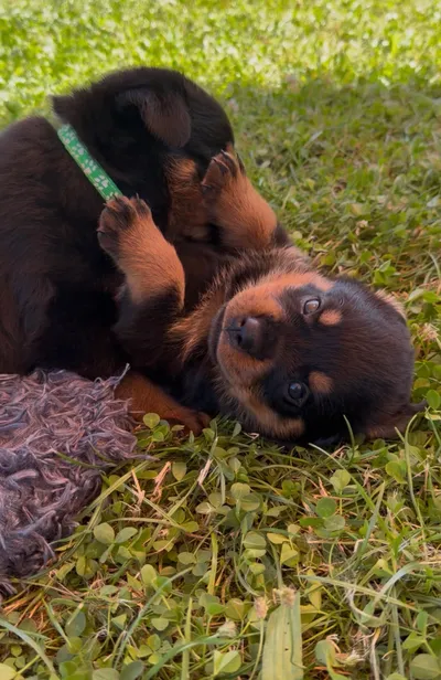 Rottweiler-Welpe des A-Wurfs kurz vor dem Einschlafen