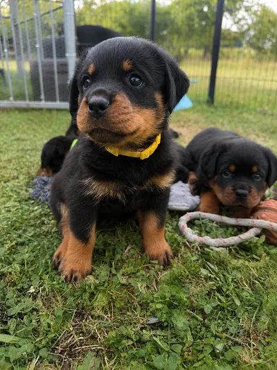 Rottweiler-Welpe des A-Wurfs sitzt aufmerksam im Garten, im Hintergrund weitere Wurfgeschwister