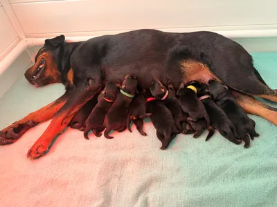 Neugeborene Rottweiler-Welpen des A-Wurfs beim Säugen an ihrer Mutter
