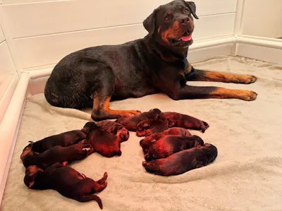 Yakima von der Steineiche sitzt stolz vor ihrem gesamten Wurf frisch geborener Rottweiler-Welpen