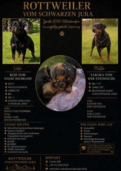 Zuchtflyer mit Vater Rudi vom Hause Neubrand, Mutter Yakima von der Steineiche und einem Welpenfoto des A-Wurfs
